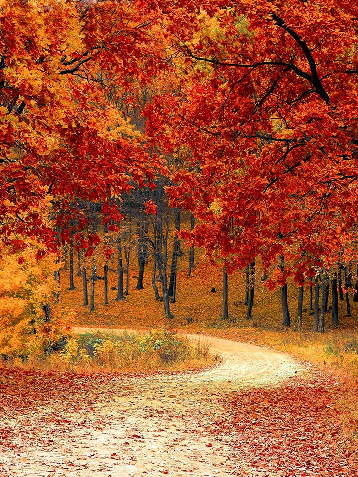 Forest in the fall with red leaves.