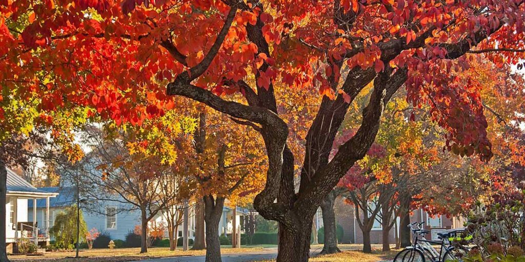A fall street in Edenton NC with red leaves on the trees