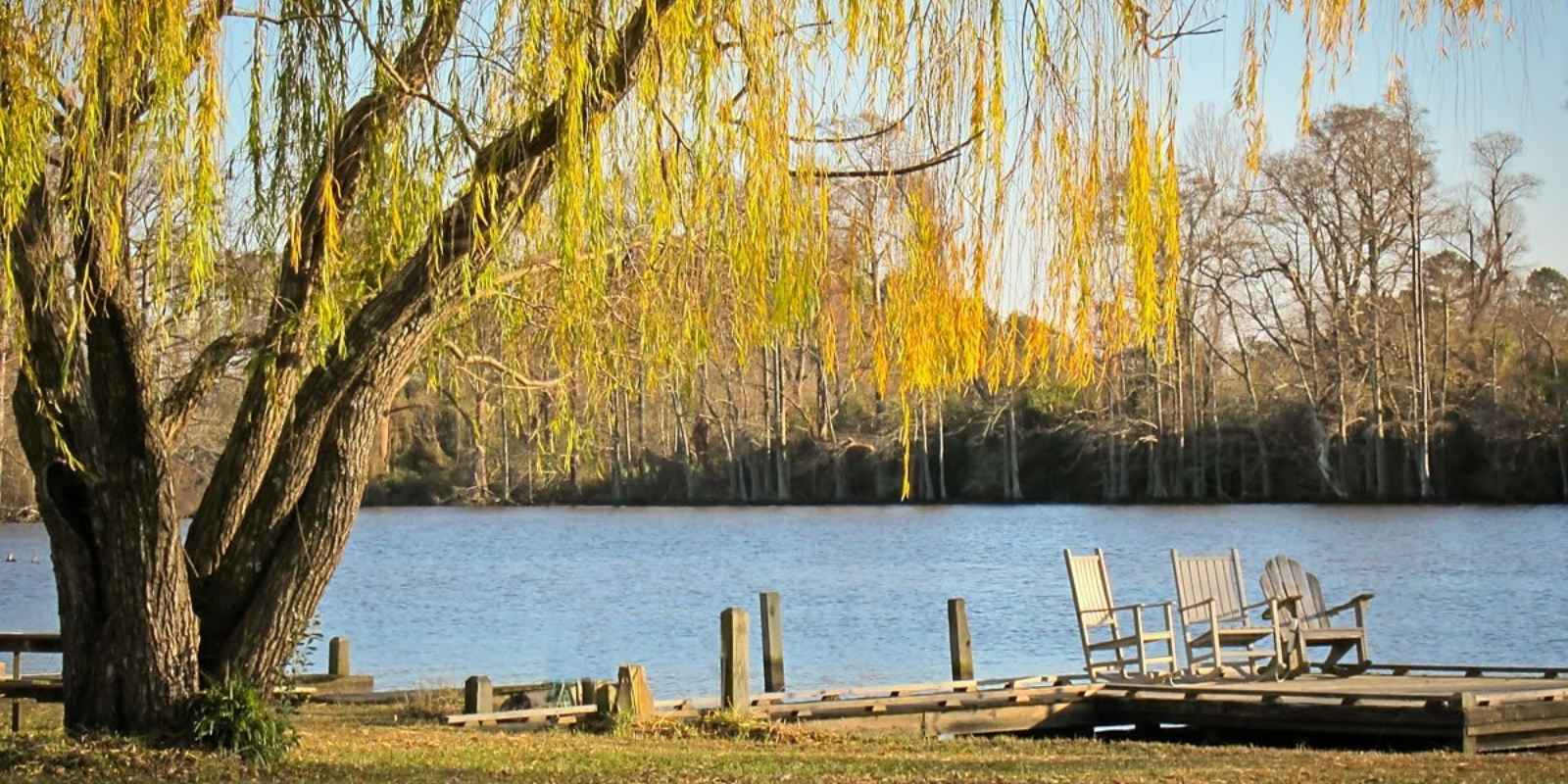 Two wooden rockimg chairs on the dock by a large tree in Edenton, NC